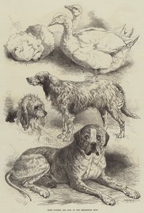 Prize Poultry and Dogs at the Birmingham Show